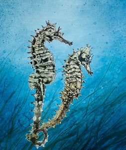 “United” a pair of New Zealand Seahorses